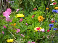 Wild flowers in the garden. 