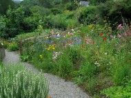 Wild flower planting