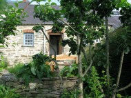 A view of the cottage through the apple tree