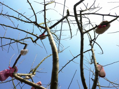 shoe-tree2