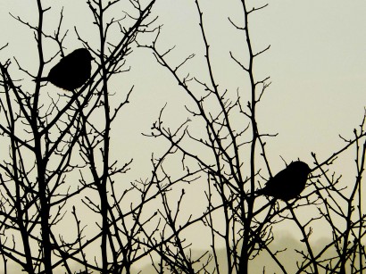 sparrows-in-the-apple-trees-1a2