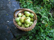 apple basket