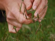 works-on-grass-image-1