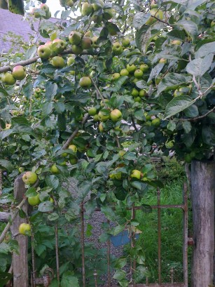 gate apples